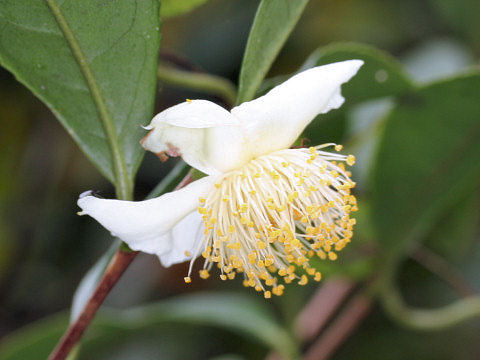 Camellia sinensis