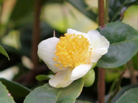 Camellia sinensis