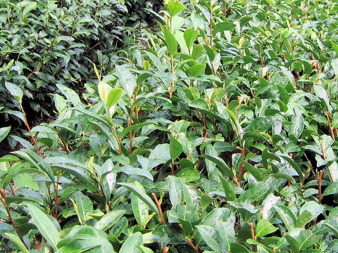 Camellia sinensis