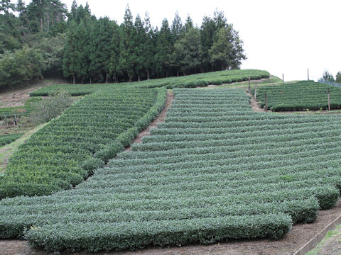 Camellia sinensis