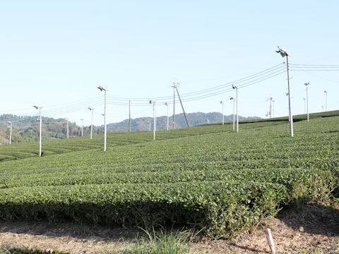 Camellia sinensis