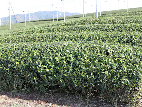 Camellia sinensis