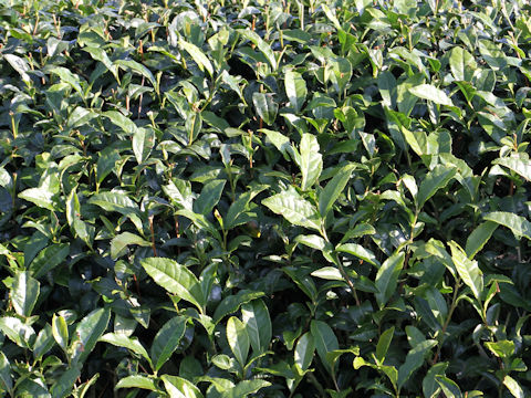 Camellia sinensis