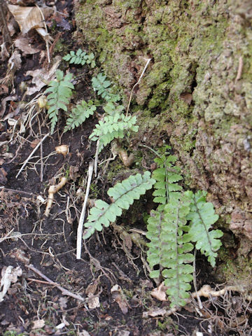 Asplenium trichomanes