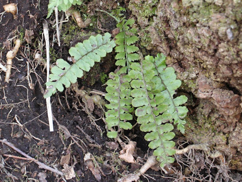 Asplenium trichomanes