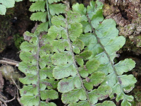 Asplenium trichomanes