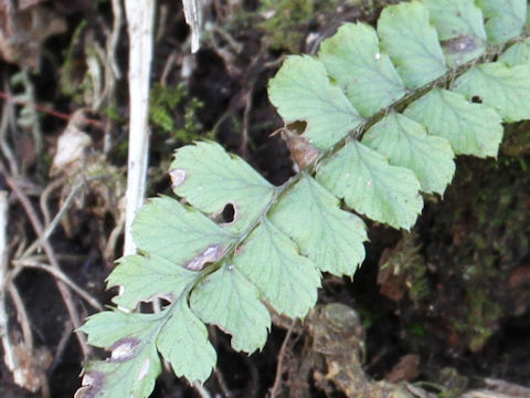 Asplenium trichomanes