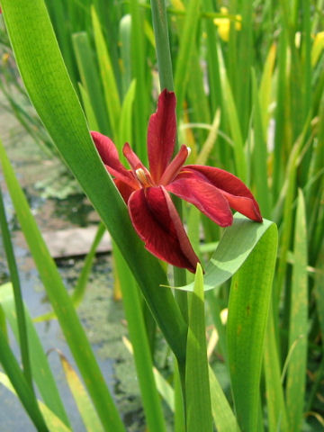 Iris fulva