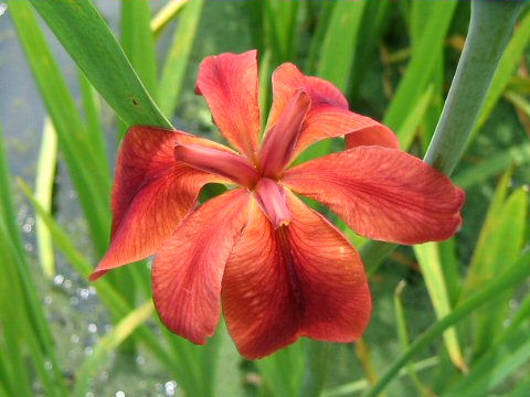 Iris fulva