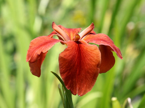 Iris fulva