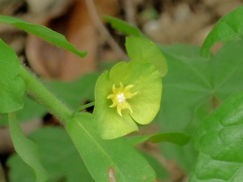 Euphorbia peplus