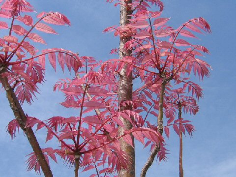 Cedrela sinensis cv. Flamingo