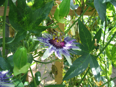 Passiflora incarnata