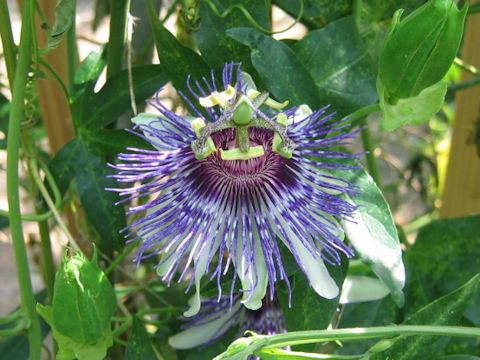 Passiflora incarnata