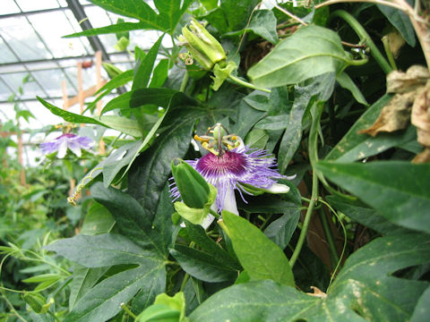 Passiflora incarnata