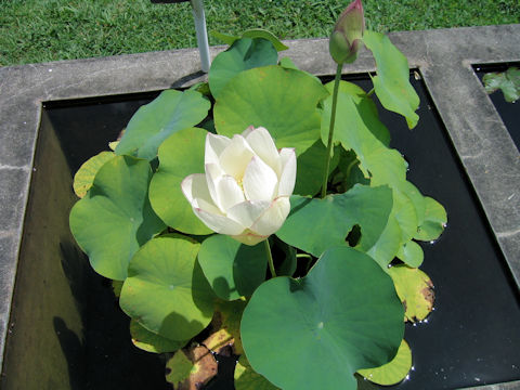 Nelumbo nucifera cv.