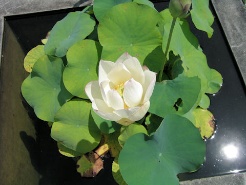 Nelumbo nucifera cv.