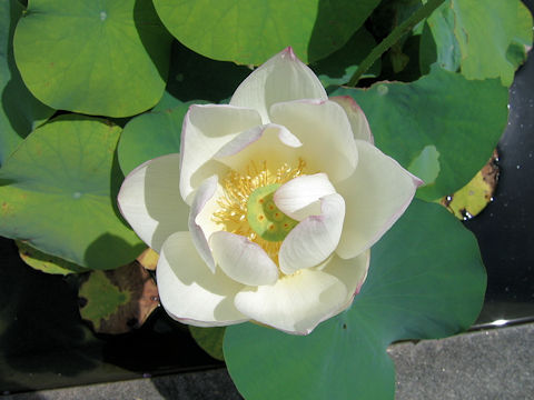 Nelumbo nucifera cv.