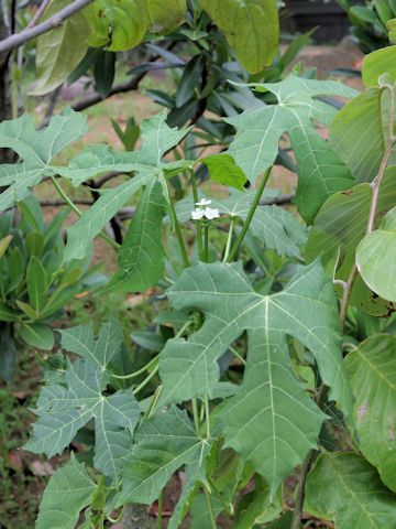 Cnidoscolus aconitifolius