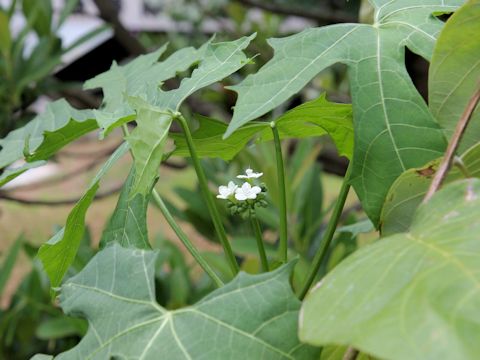 Cnidoscolus aconitifolius