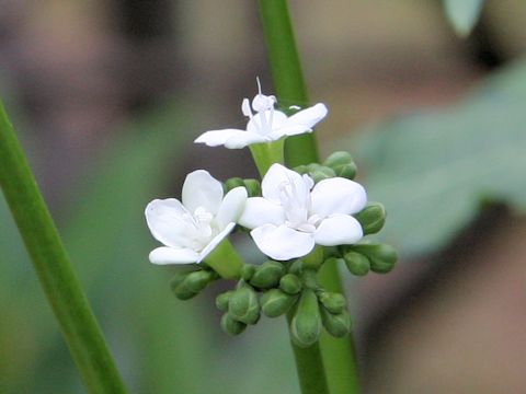 Cnidoscolus aconitifolius