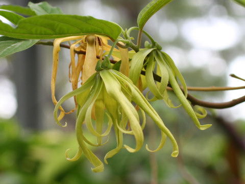 Cananga odorata var. fruticosa