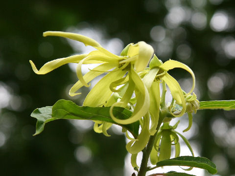 Cananga odorata var. fruticosa