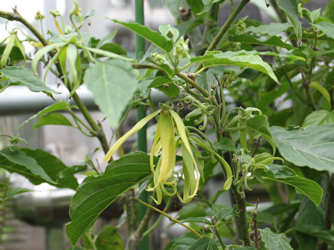 Cananga odorata var. fruticosa