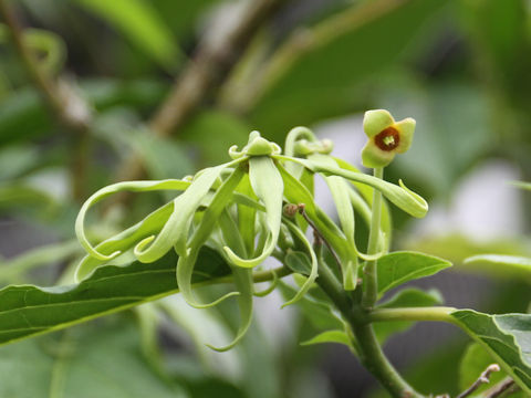 Cananga odorata var. fruticosa