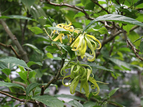 Cananga odorata var. fruticosa