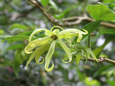 Cananga odorata var. fruticosa