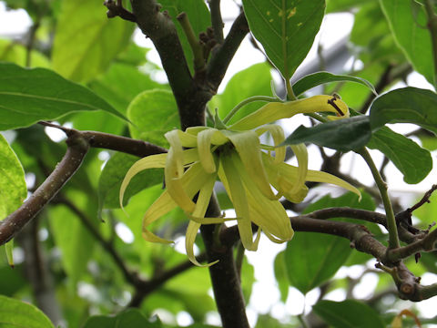 Cananga odorata var. fruticosa