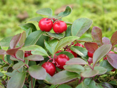 Gaultheria procumbens