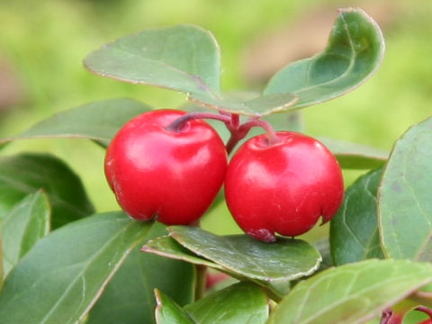 Gaultheria procumbens