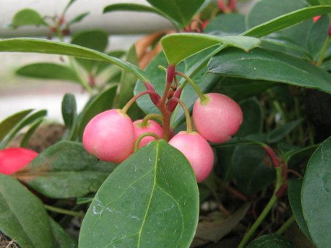 Gaultheria procumbens