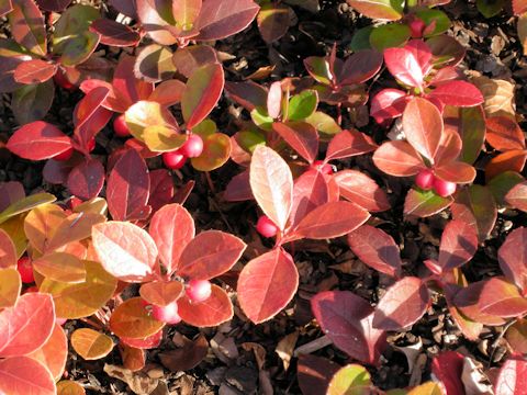 Gaultheria procumbens