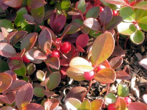 Gaultheria procumbens