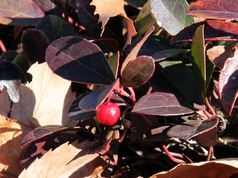 Gaultheria procumbens