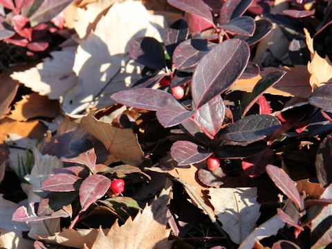 Gaultheria procumbens