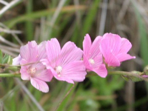 Sidalcea neomexicana