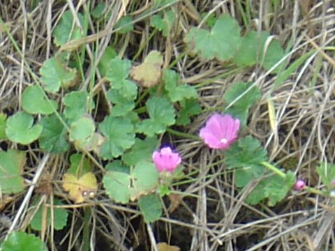 Sidalcea neomexicana