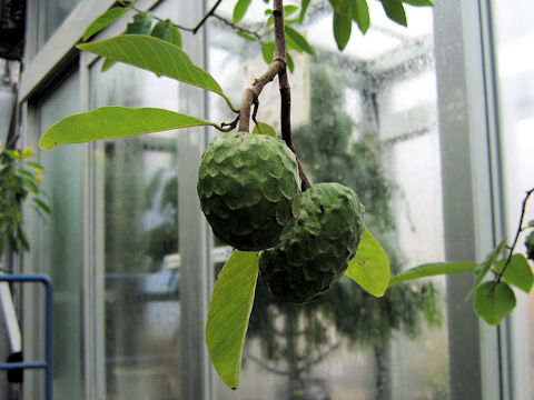 Annona cherimolia