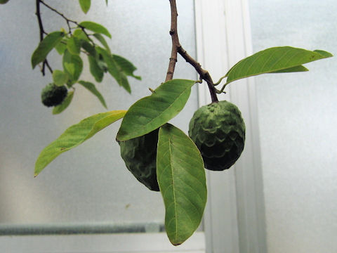 Annona cherimolia