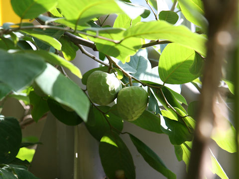 Annona cherimolia