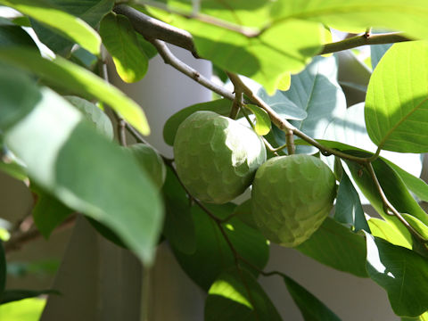 Annona cherimolia