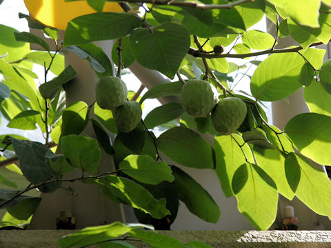 Annona cherimolia