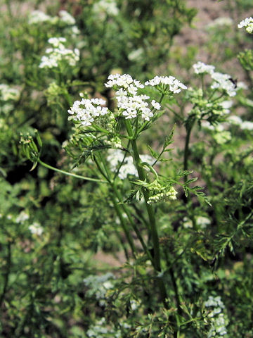 Anthriscus cerefolium