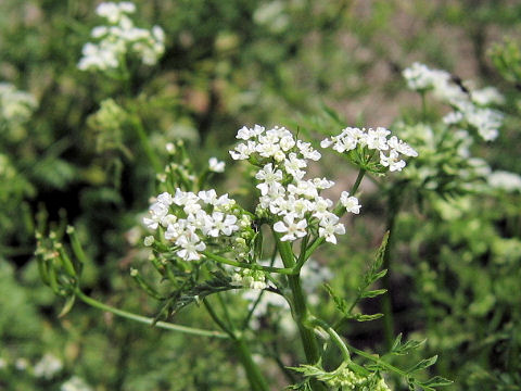 Anthriscus cerefolium