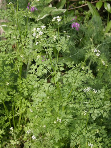 Anthriscus cerefolium