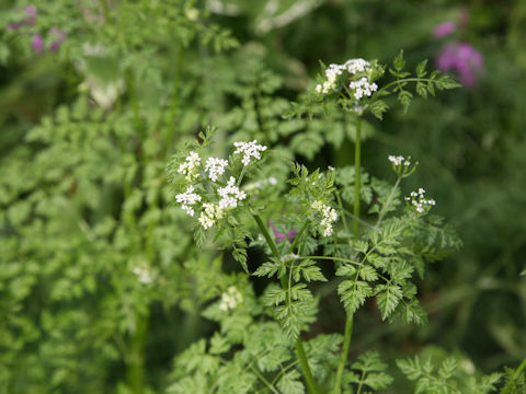 Anthriscus cerefolium